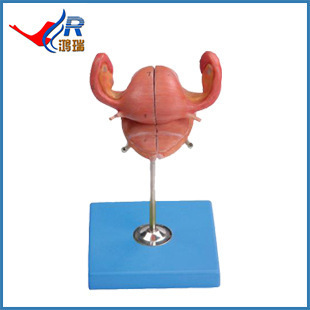 醫藥教學器材批量生產 子宮解剖模型HR/A15109，性價比與品質兼備