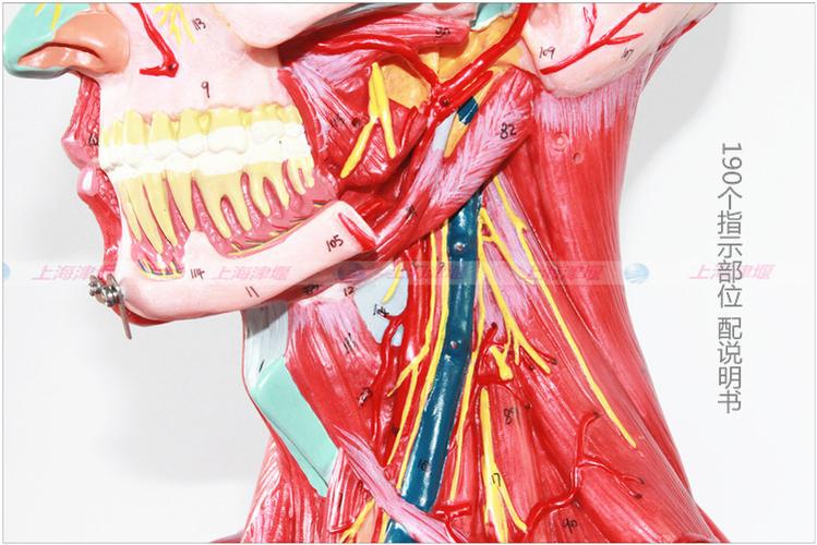 熱銷推薦頭腦頸部肌肉血管神經(jīng)大腦模型 大腦解剖 醫(yī)藥教學(xué)器材